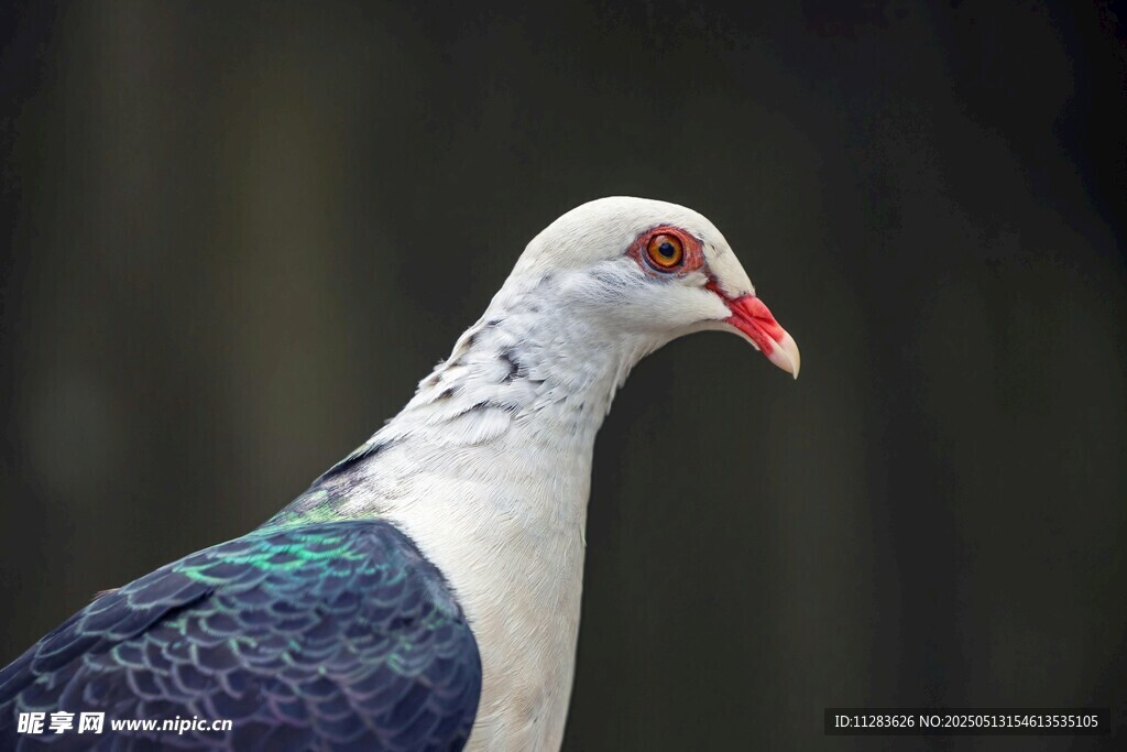 蓝白相间的美丽鸽子