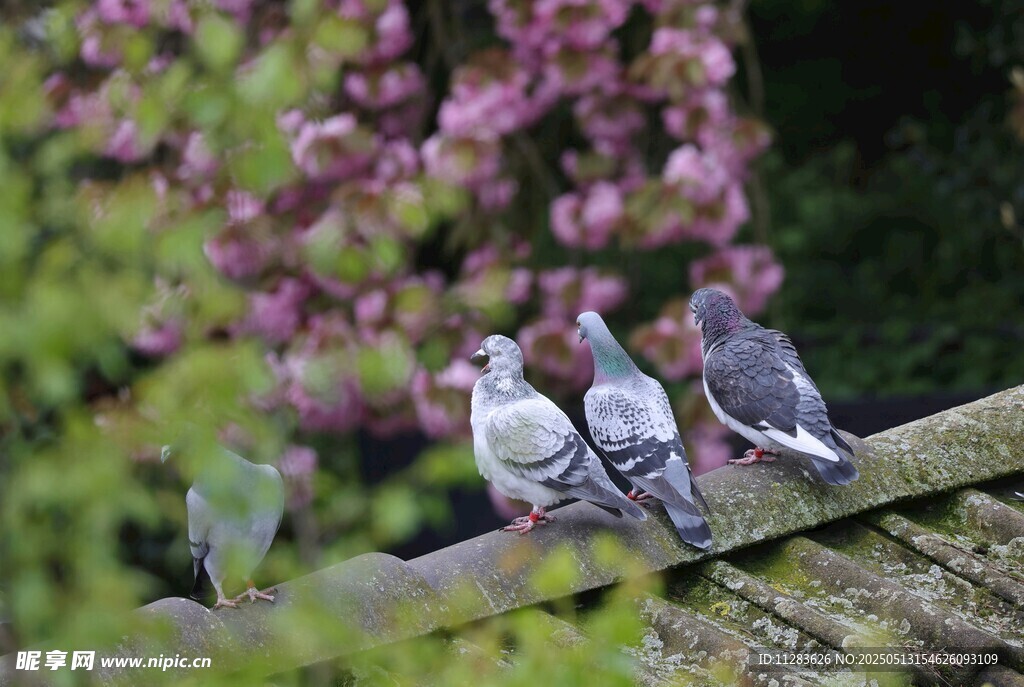 枝头鸽群伴繁花