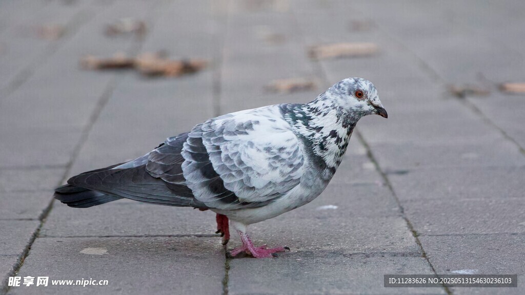 灰鸽立于地面