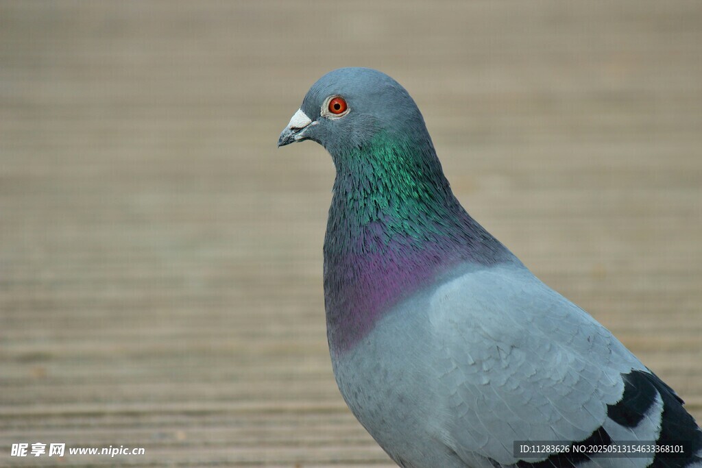 灰鸽特写