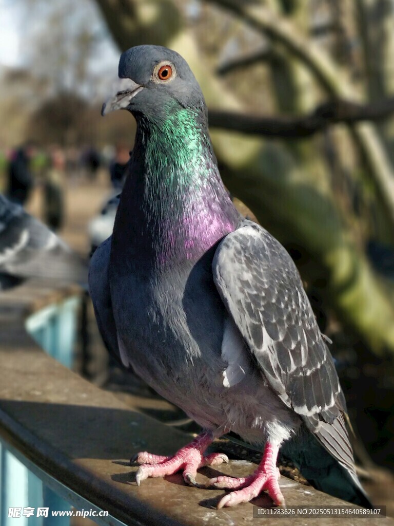 站在栏杆上的多彩鸽子