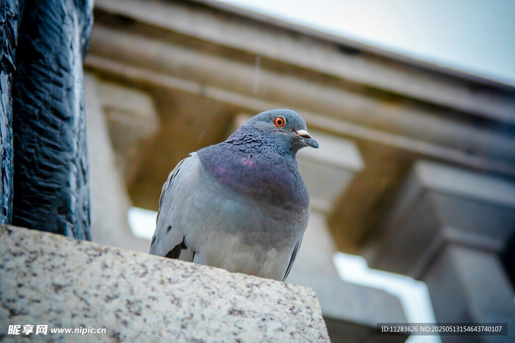 石台上的灰鸽子