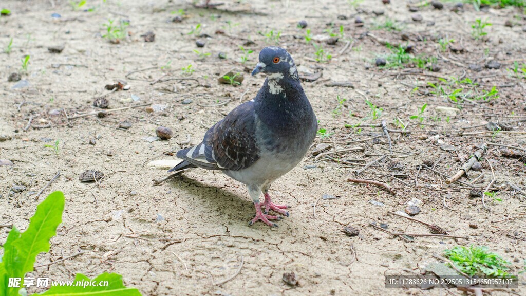 地面上的一只灰鸽子