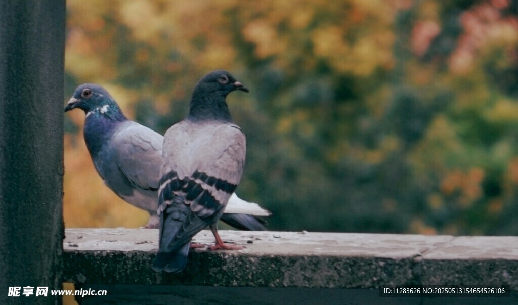两只鸽子栖息于栏杆上