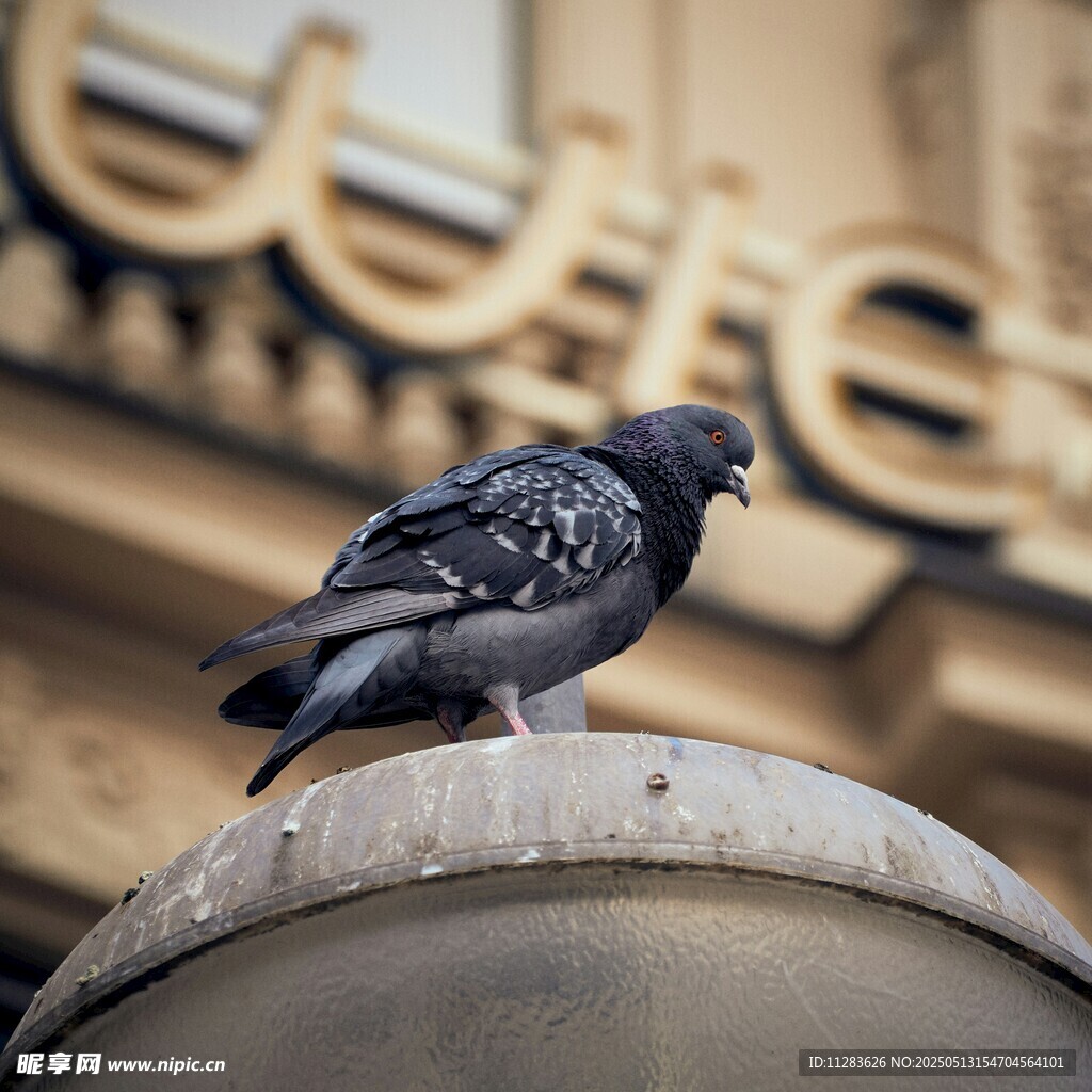 站在灯柱上的灰黑色鸽子