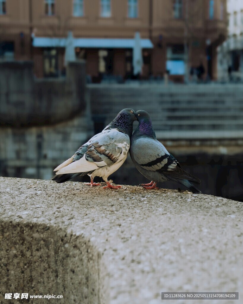 石台上亲昵的两只鸽子