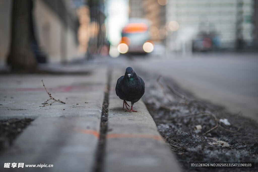 街边独行的鸽子