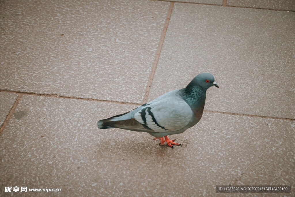地面上的一只灰鸽子