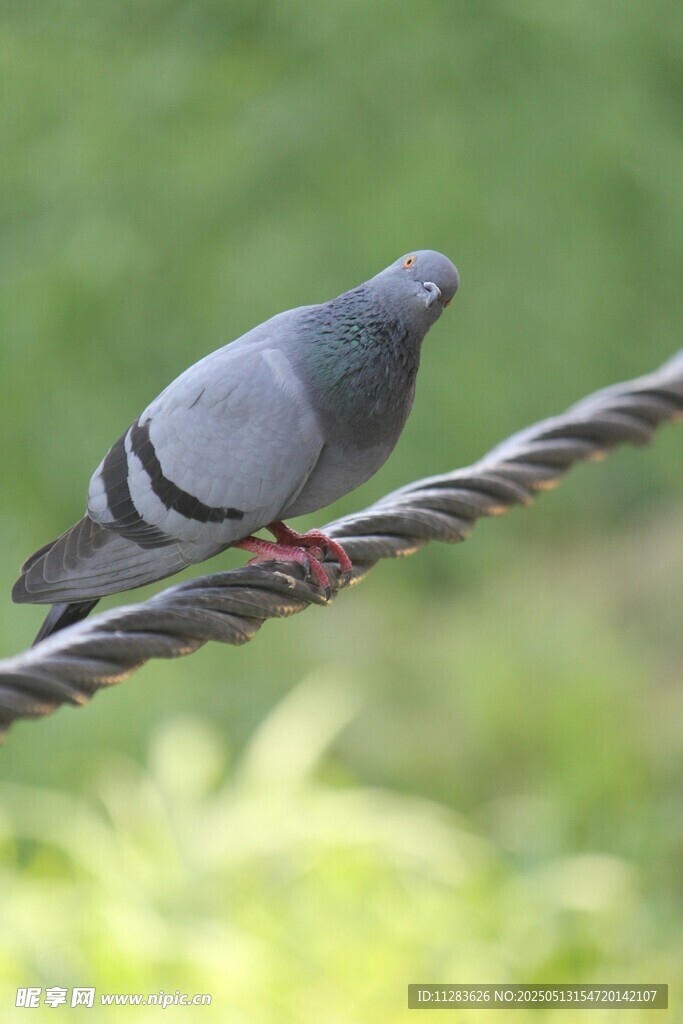 电线上的灰鸽子