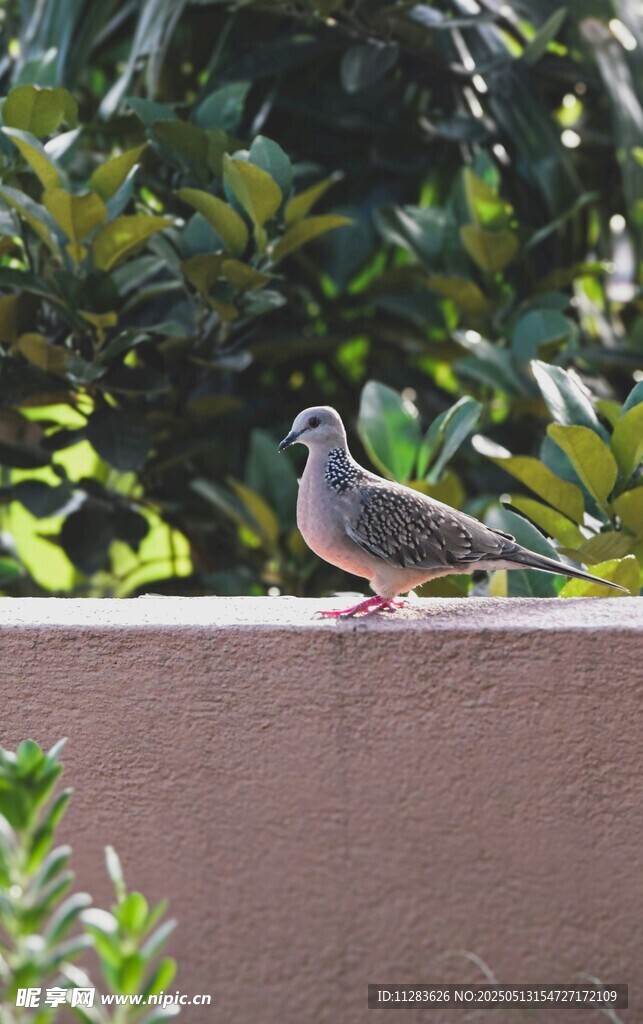 墙边休憩的鸽子