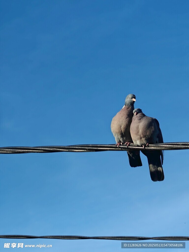 电线上依偎的两只鸽子