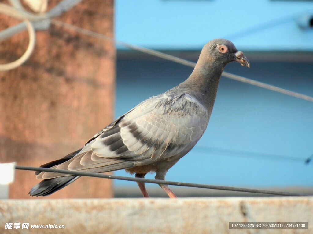 站在电线上的灰色鸽子