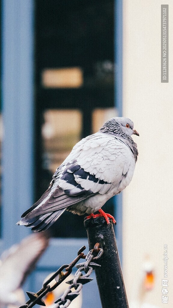 灰白鸽子