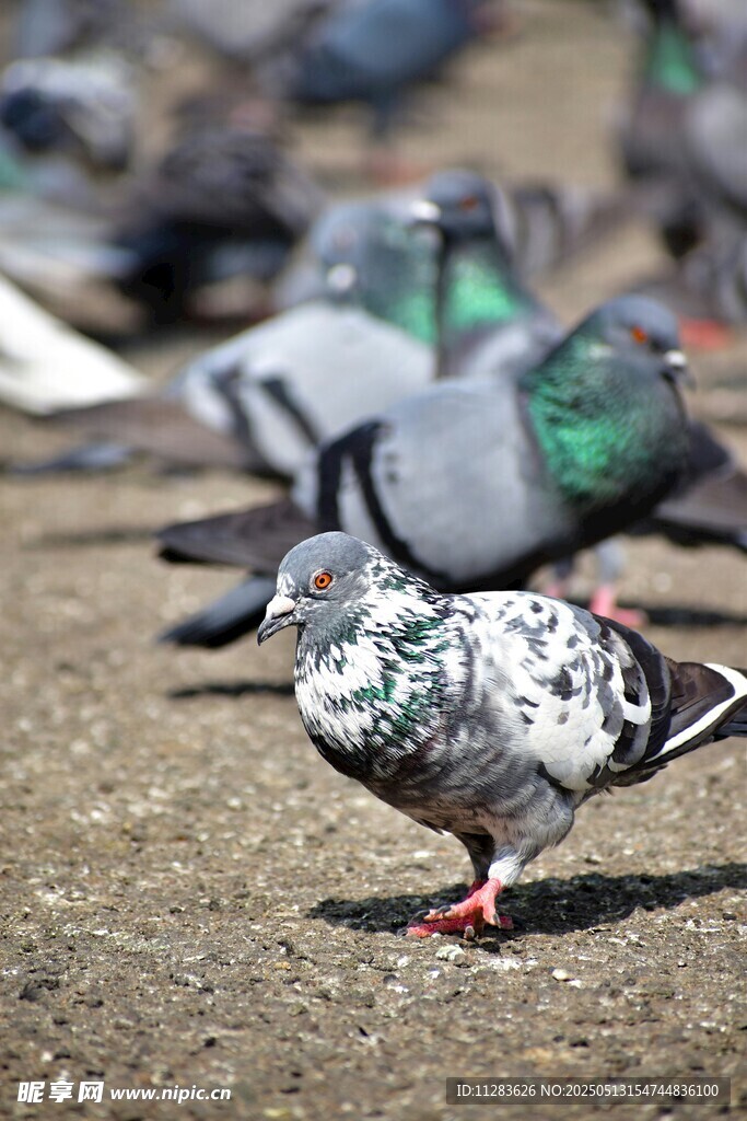 地面上的一群鸽子