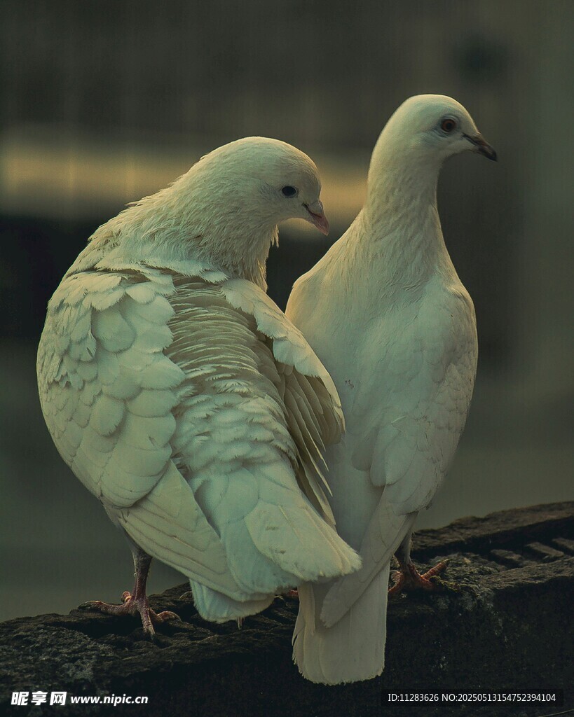依偎的白鸽