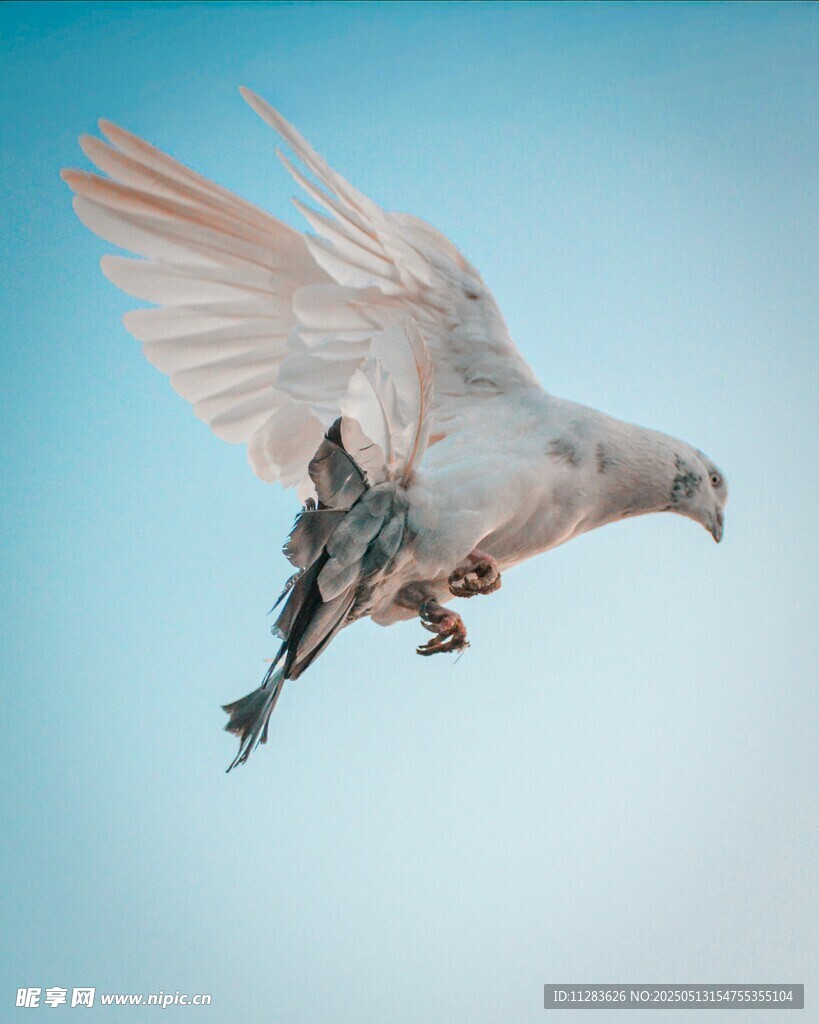 白鸽展翅蓝天翱翔