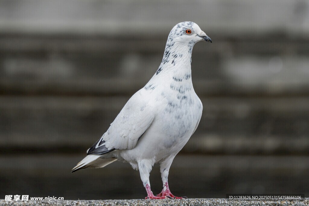 单只白鸽立于栏杆