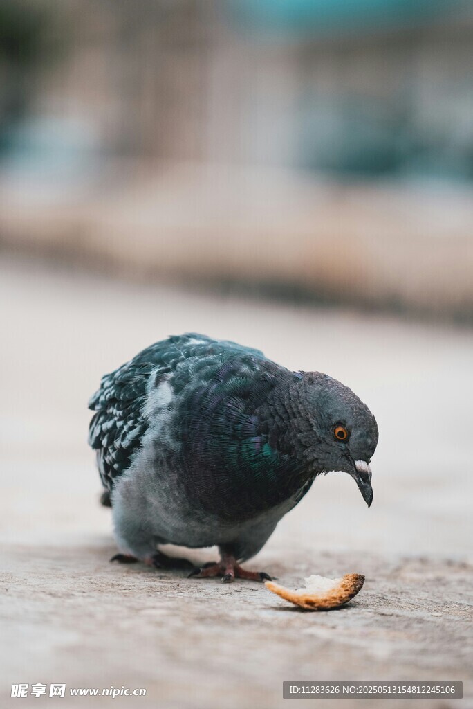 鸽子低头啄食地上食物