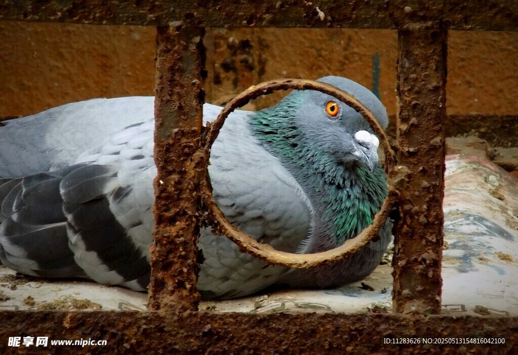 笼中休憩的鸽子
