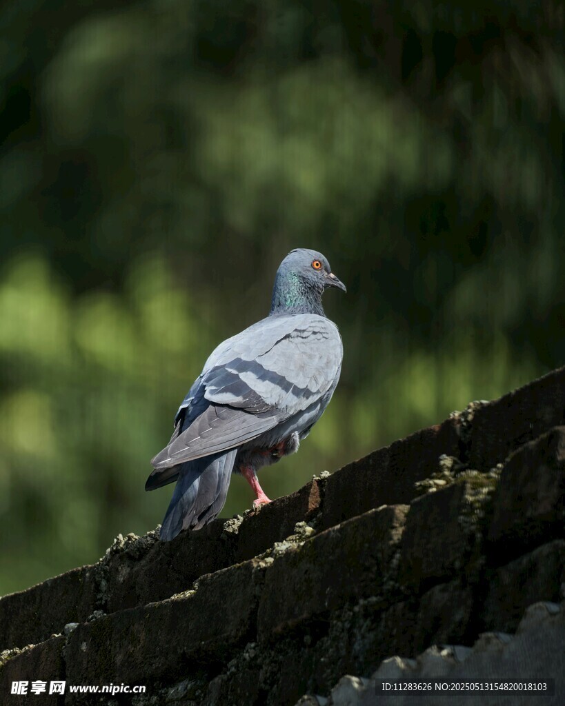屋顶上的灰鸽