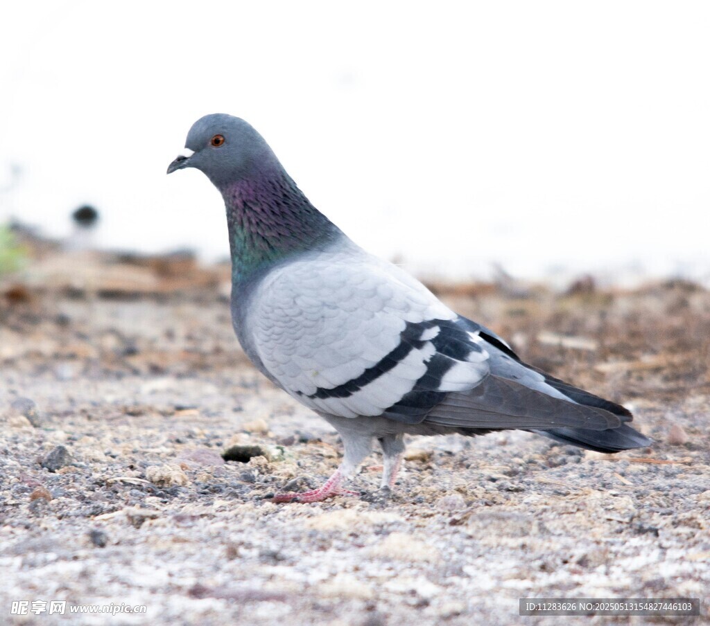 灰鸽立于地面