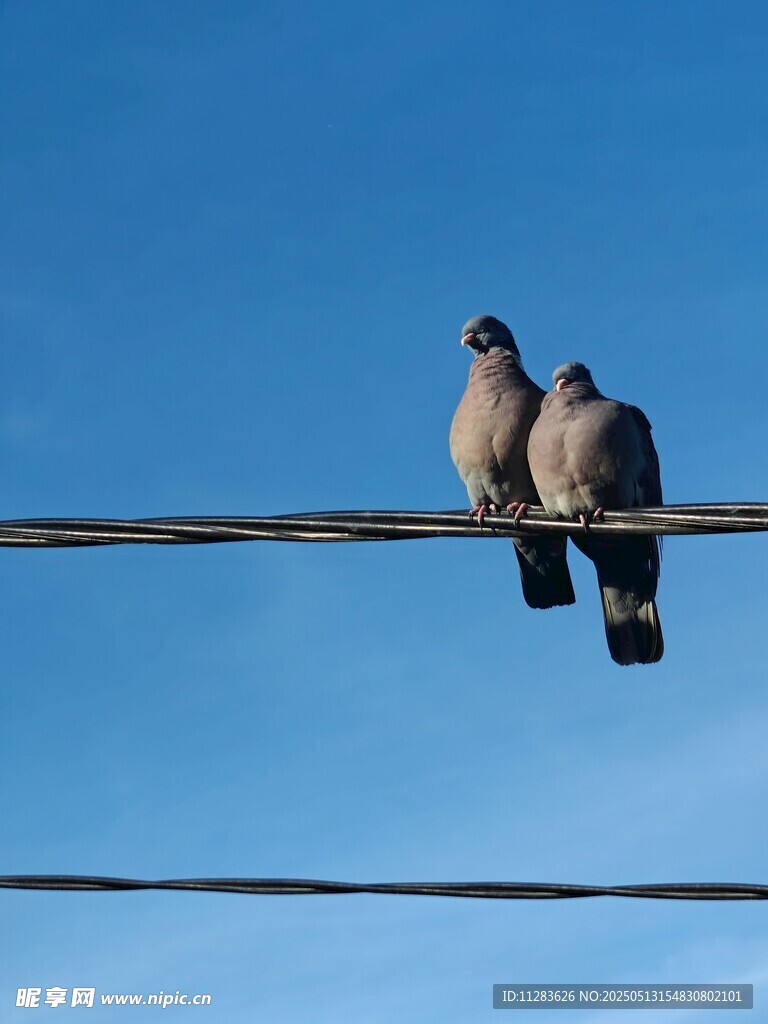 电线上的两只依偎鸽子
