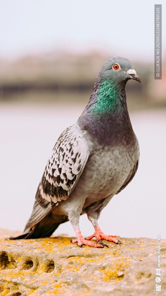 灰鸽立于石上