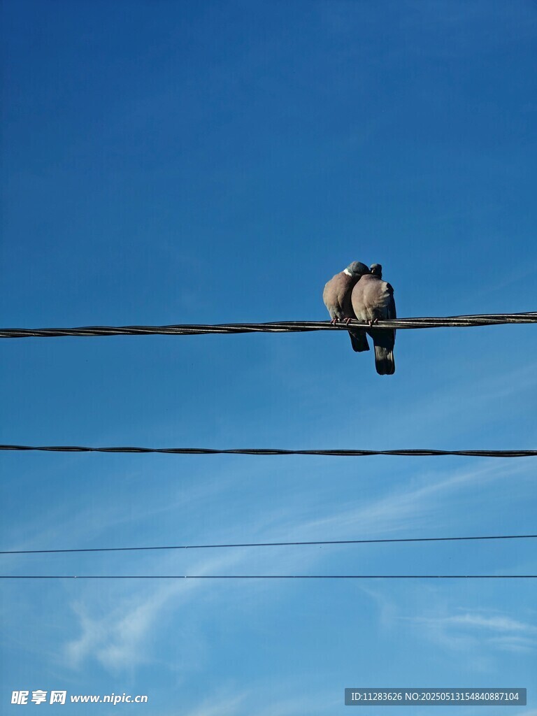 电线上鸽子