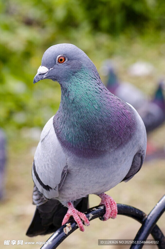 灰羽鸽立于黑杆上