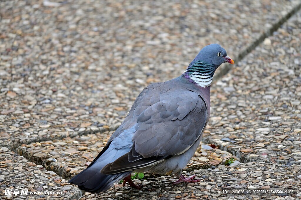 灰鸽于地面觅食