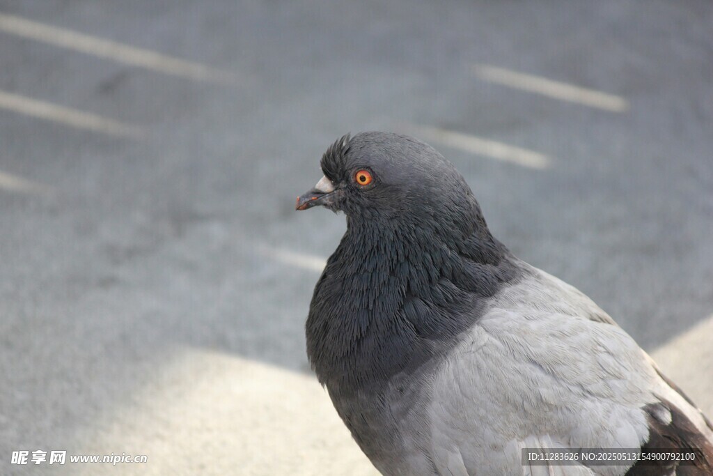 灰鸽特写