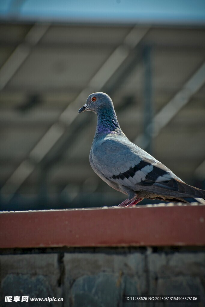 屋顶上的灰鸽