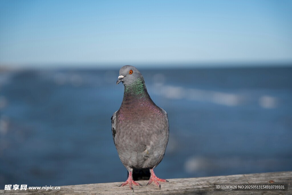 木栏上的灰鸽