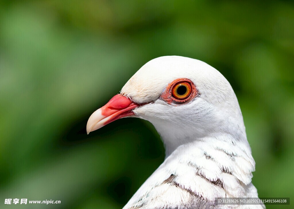 白鸽特写