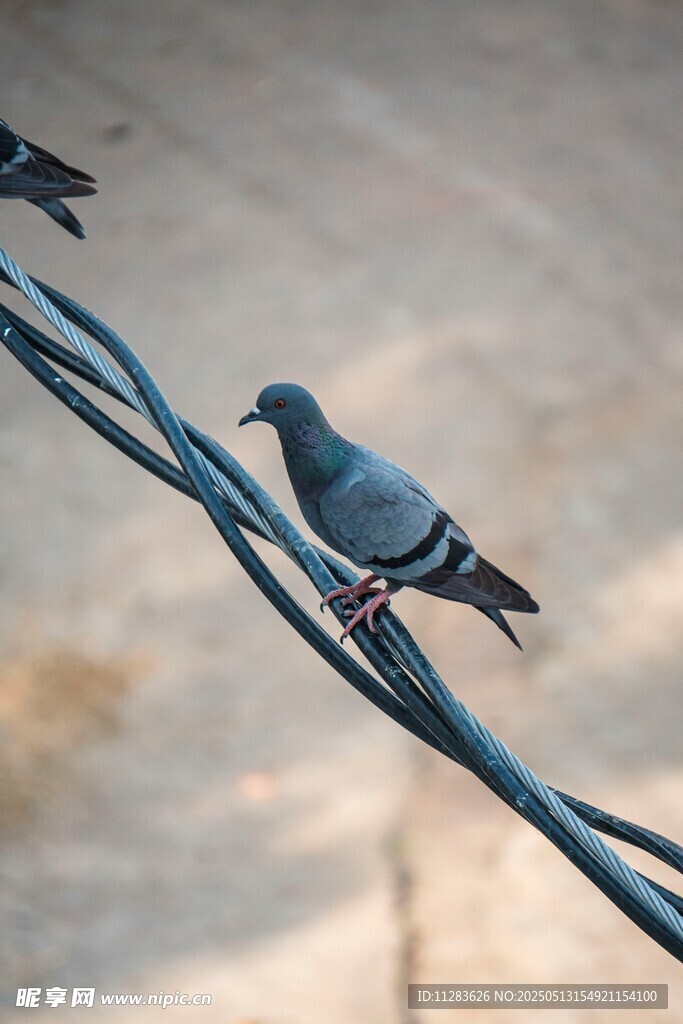 电线上的鸽子