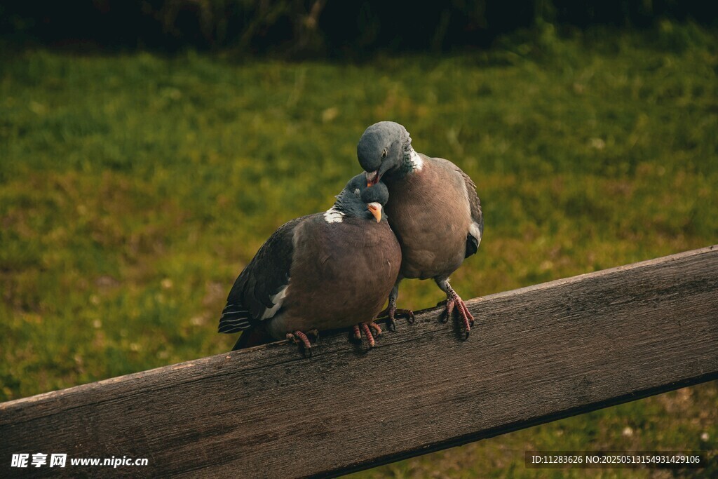 木栏上亲昵的两只鸽子