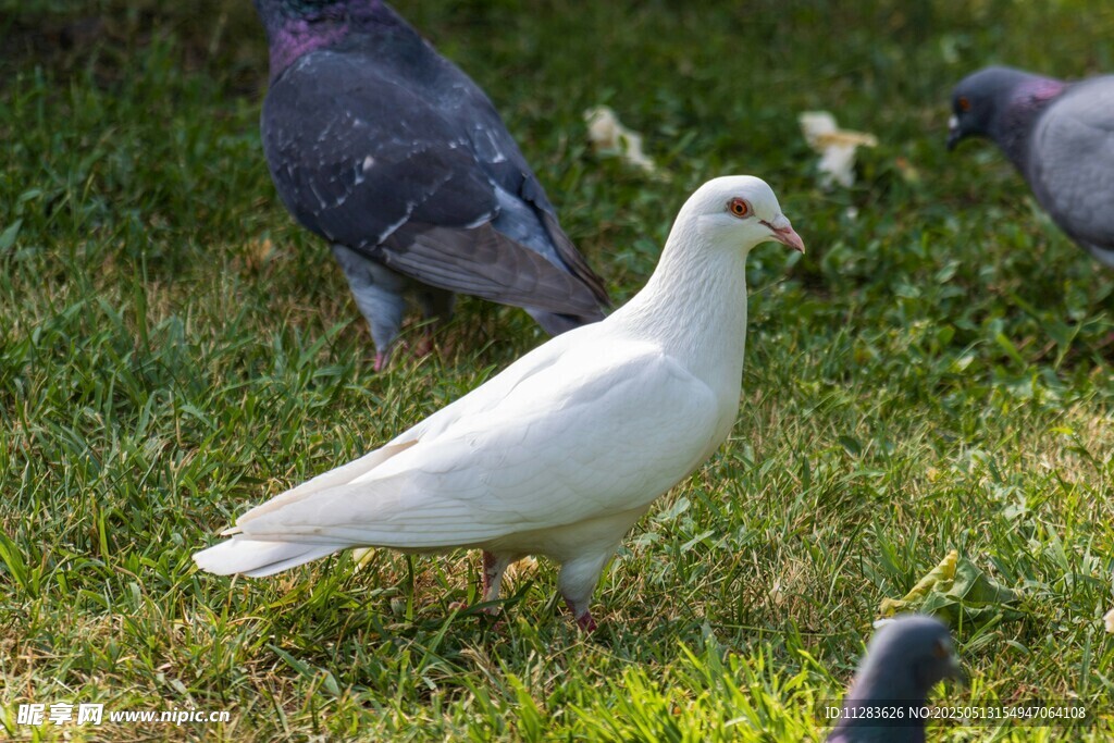 草地上的白鸽与灰鸽