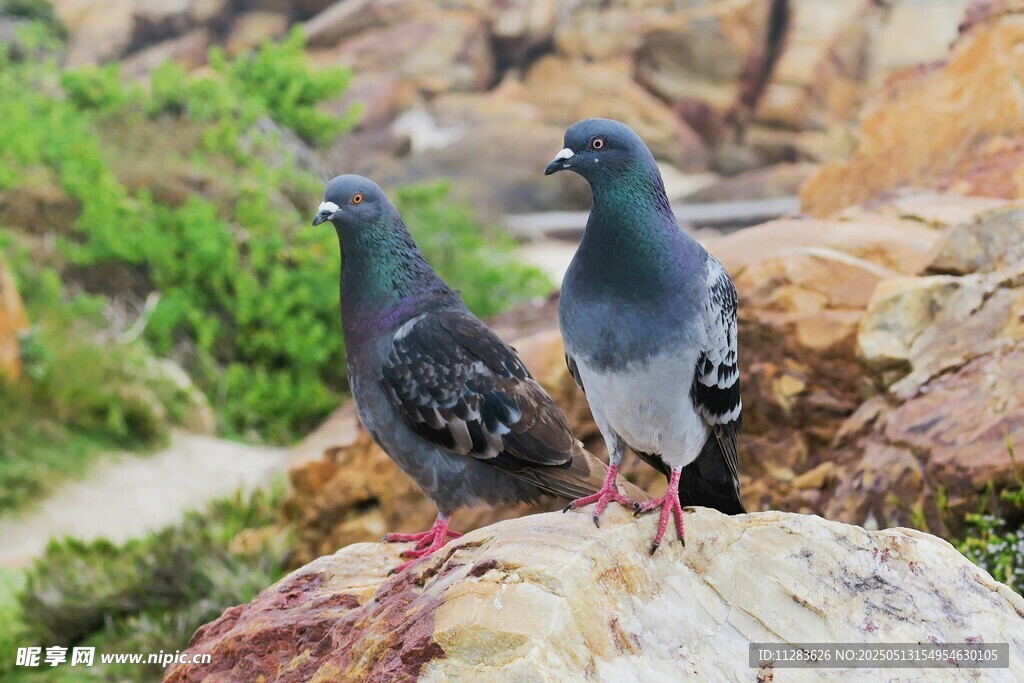 岩石上的两只鸽子