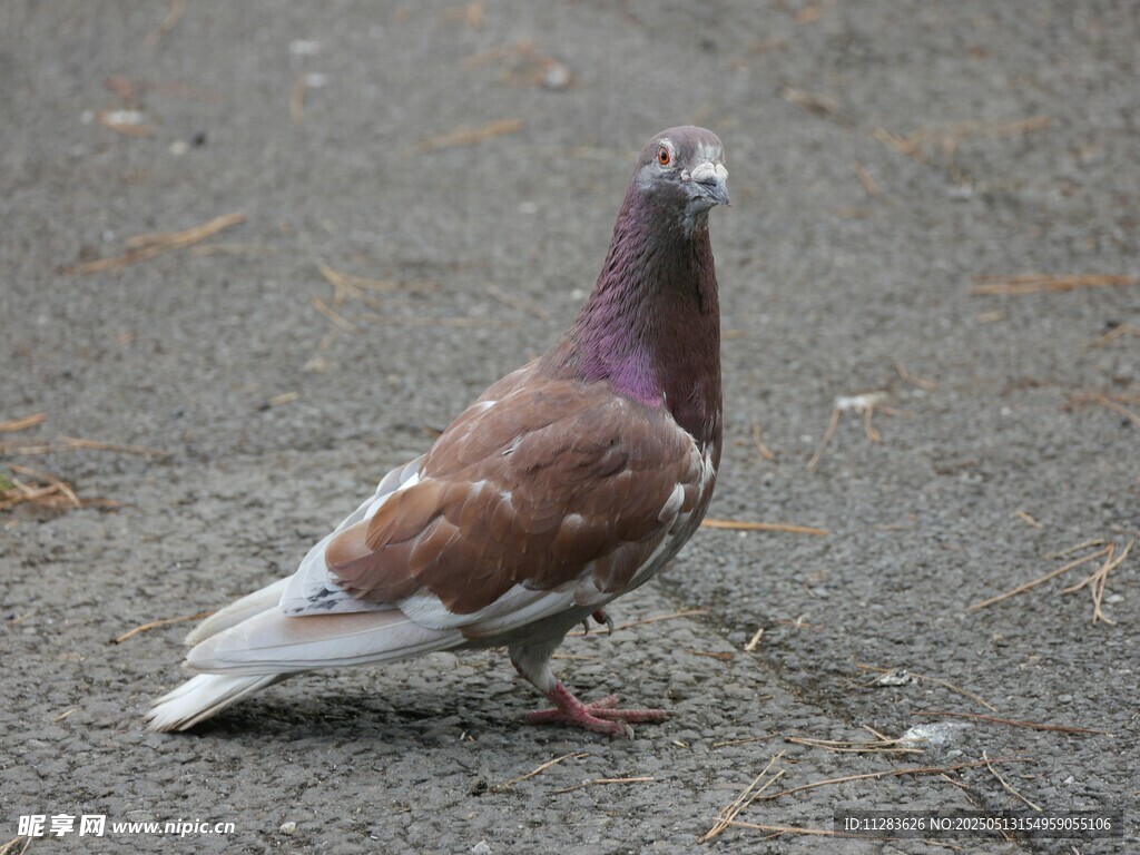 站在地面的棕灰色鸽子