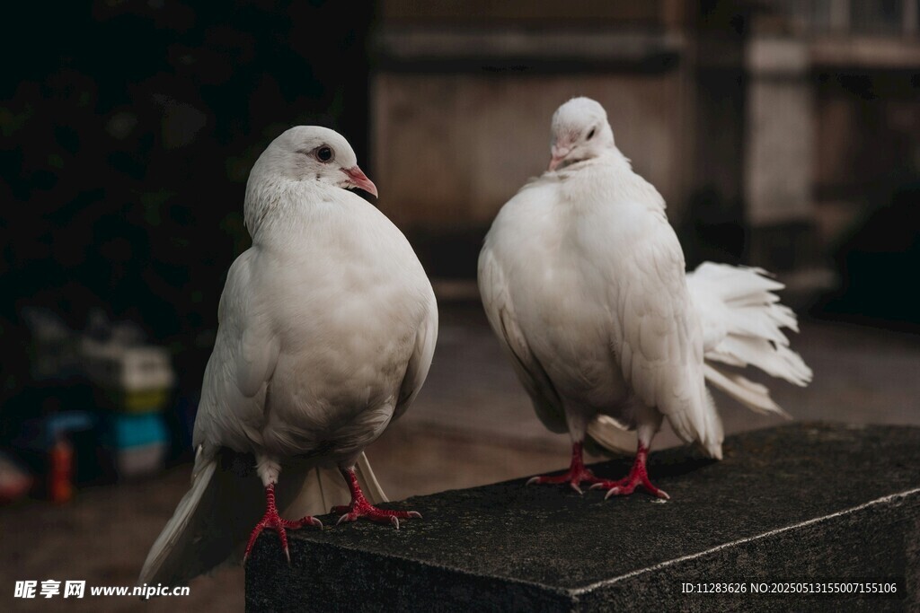两只白鸽立于石台