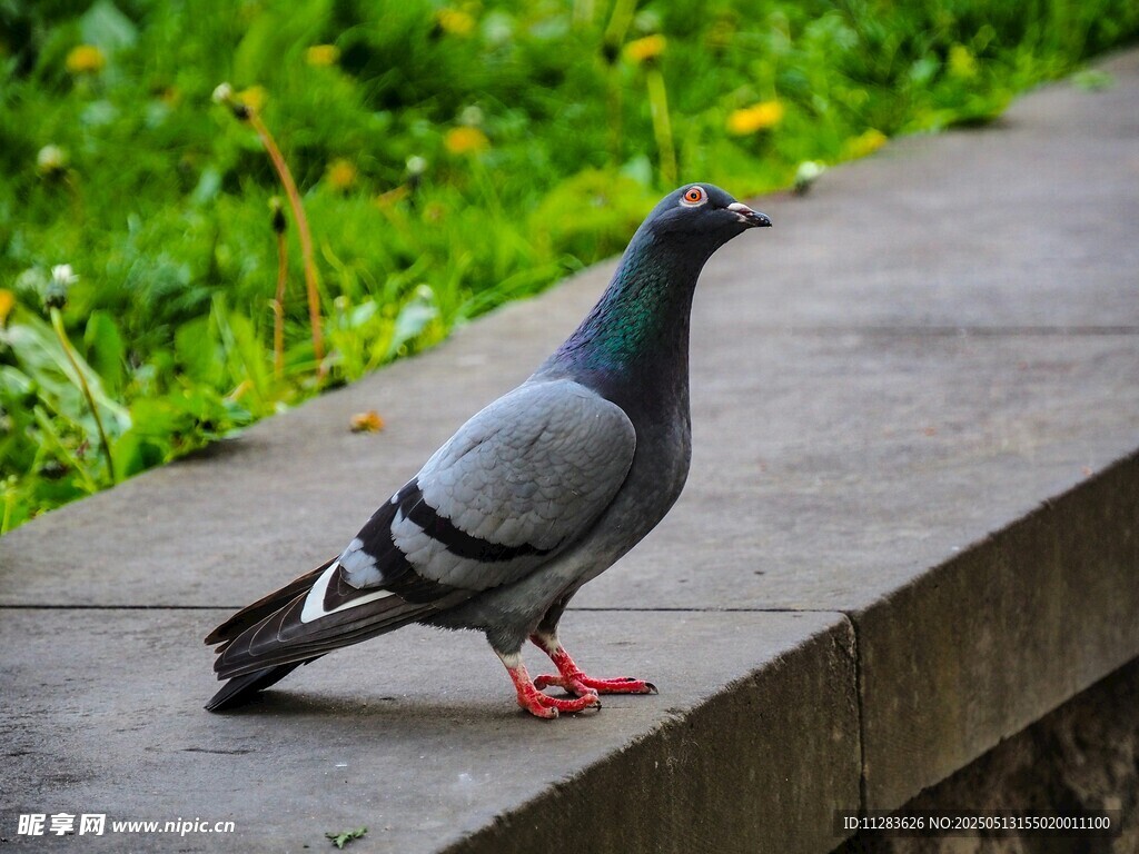 站在石板上的灰羽红爪鸽子
