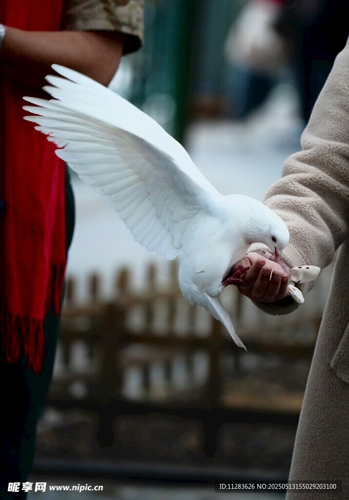 手间白鸽飞舞的温馨瞬间