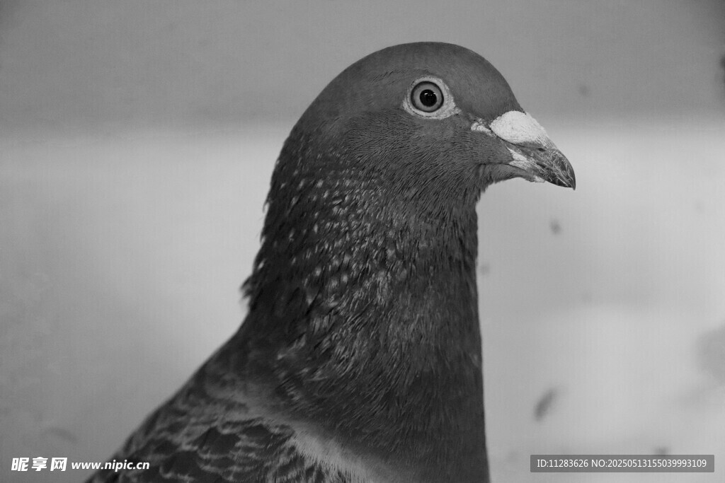 黑羽鸽子特写