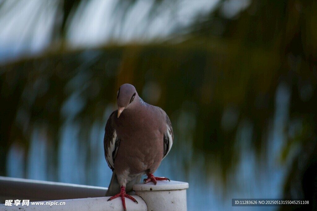 站在容器边的鸽子