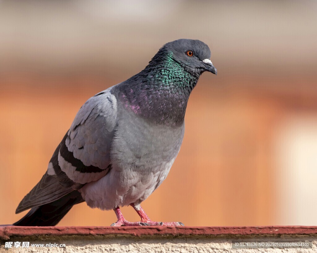 站在栏杆上的灰鸽子