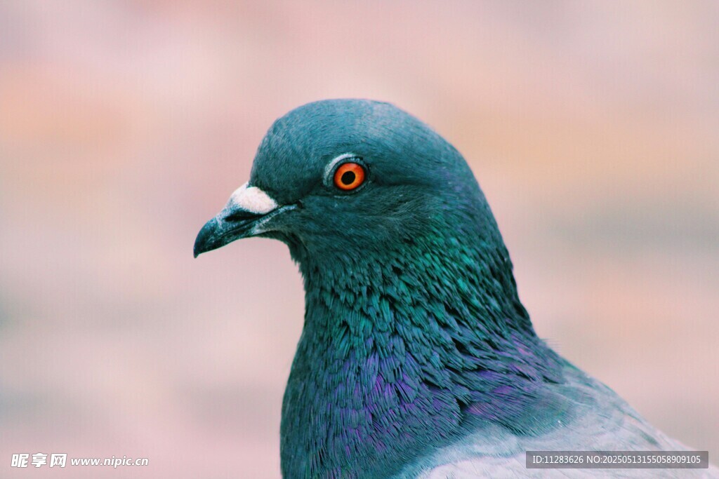 蓝绿羽毛的美丽鸽子