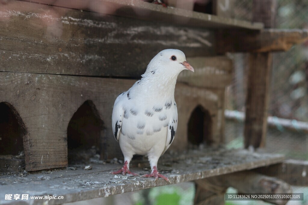 站在鸽舍边的白色鸽子