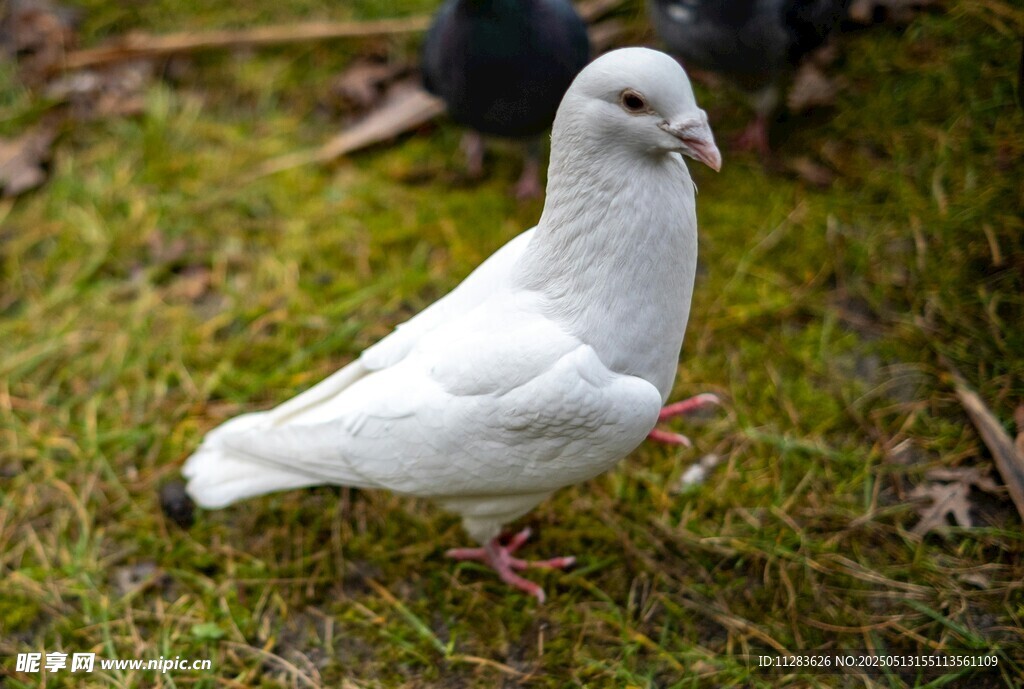 草地上的白鸽