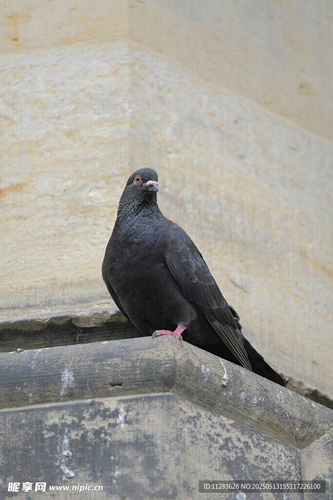 石台上的黑鸽子