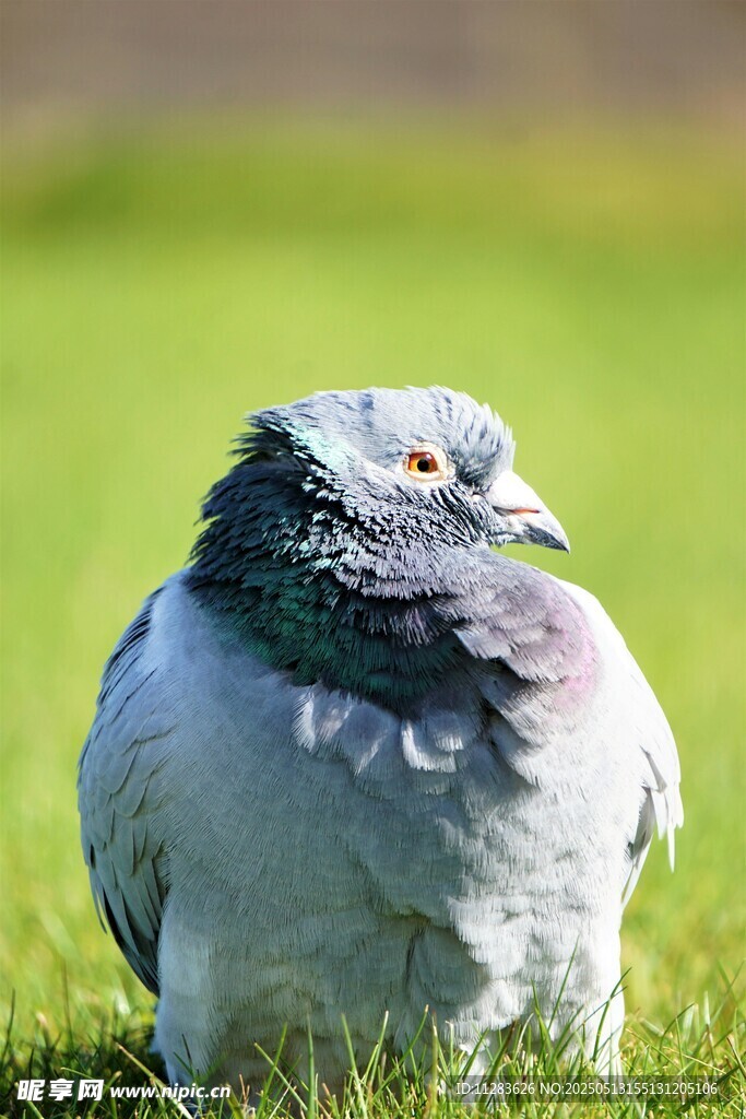 草地上的灰羽鸽子